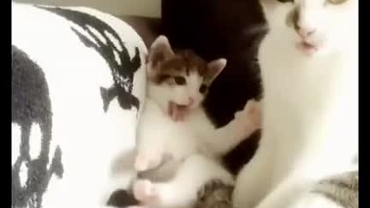 Котенок копирует маму