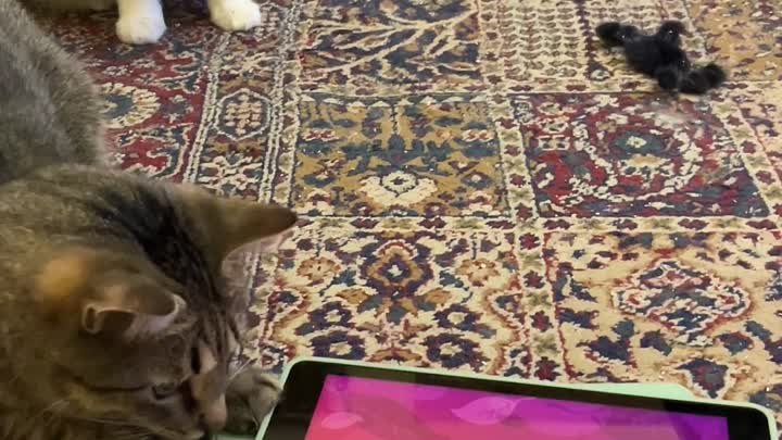 Кошки играют с мышкой (на планшете)