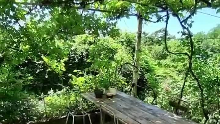 VID_23820628_040537_266.mp4