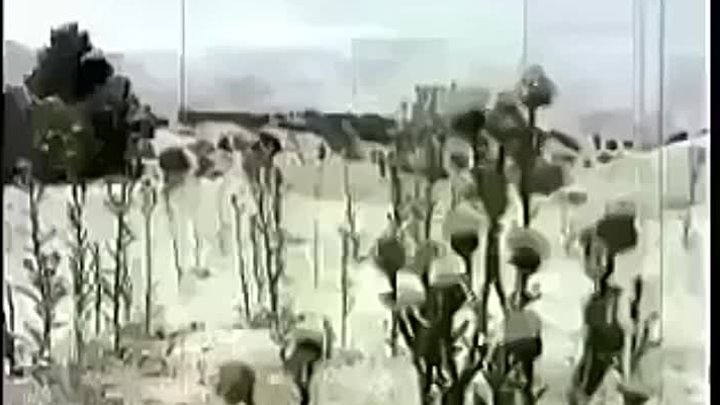 "Палестино - израильский конфликт" 🔥 (видео времён СССР)