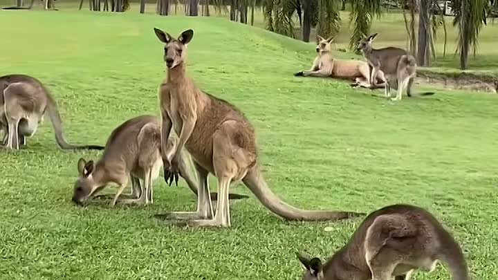 Решили поиграть в гольф, а тут зрители - кенгуру