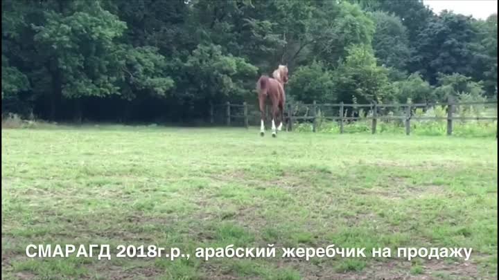 Продажа лошадей конефермы Эквилайн, тел., WhatsApp +79883400208  