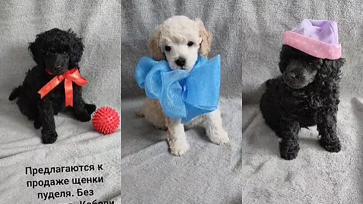 Пудели, 🐩 поздравляю 👏 2 месяца!