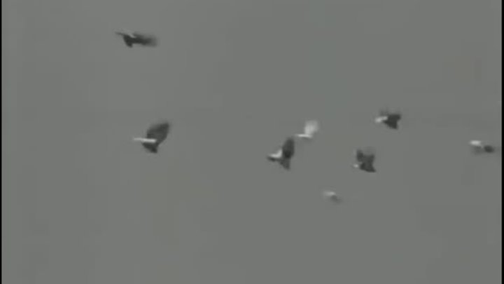 Летите голуби из к /ф 60е
