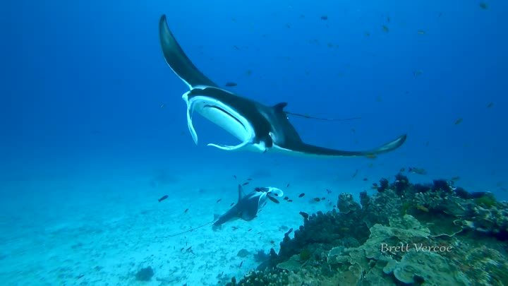 Dances with Mantas