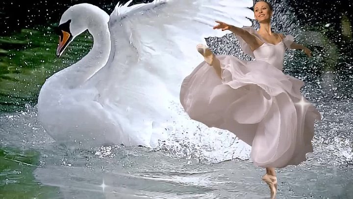 Видео песни лебеди. Сен-Санс лебедь балерина. Сен-Санс карнавал животных лебедь. Пьеса сен Санса лебедь.