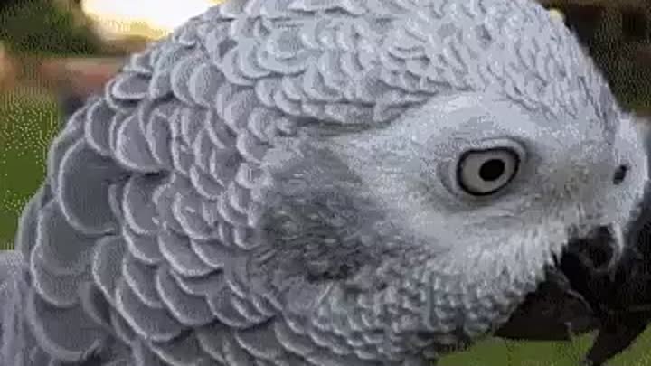 поп  Этот серый африканский попугай - гений
