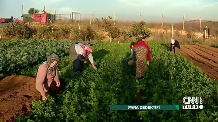 Üzüm kenti Manisa'da toprağına dönen çiftçilerin hikayesi - Para Dedektifi 14.04.2019 Pazar