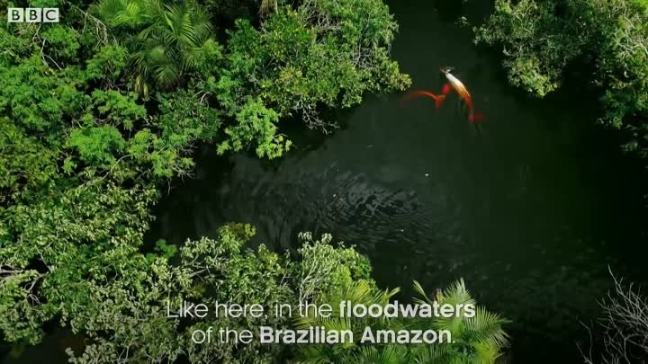 Pink River Dolphins Of The Amazon Rainforest's Hunting Secret -  ...