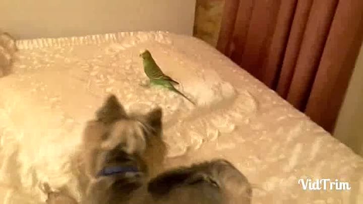 Играем с попугаем!)