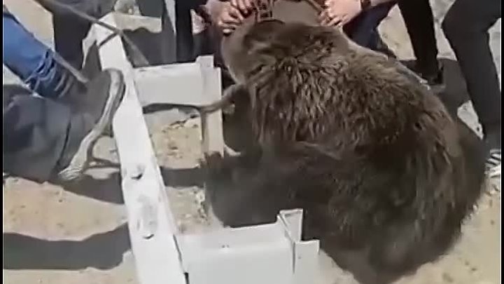 Помогли медведю чисто наш менталитет 