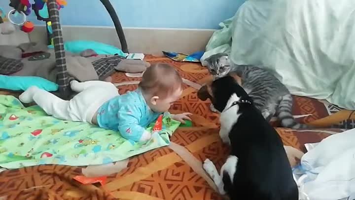 кошка защищает ребенка