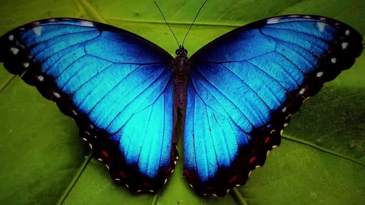 10 интересных фактов о бабочках
