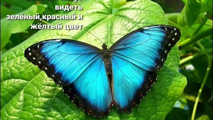 10 самых интересных фактов о бабочках 🦋🦋