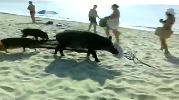 Кабаниха с потомством пришла подкрепиться на пляж