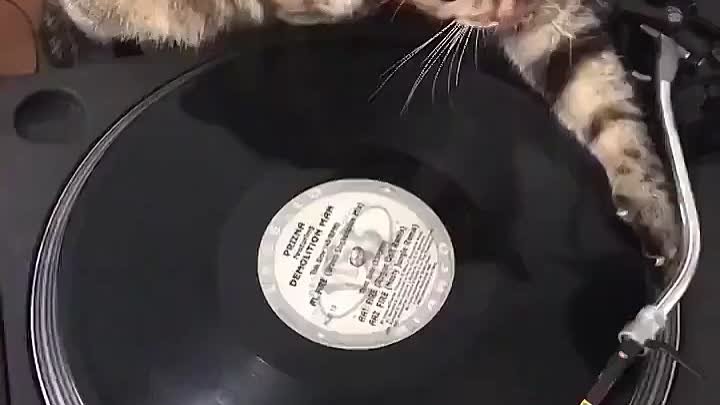 Кот-DJ 😸 🎶 💿🎵👯