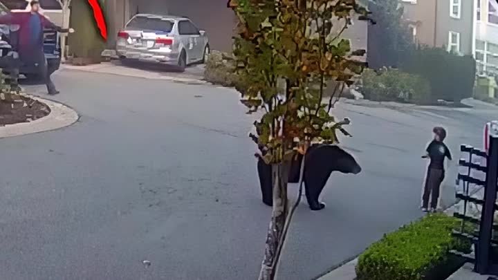 7-летний мальчик столкнулся один на один с медведем, когда просто гу ...