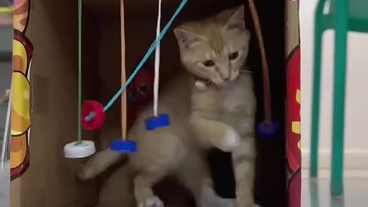 Вот такую игрушку для кошки можно сделать из коробки и крышек👍
