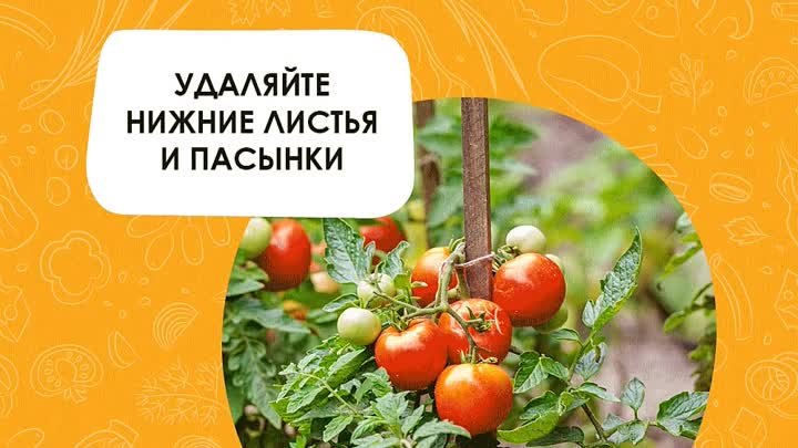 4 способа ускорить созревание томатов