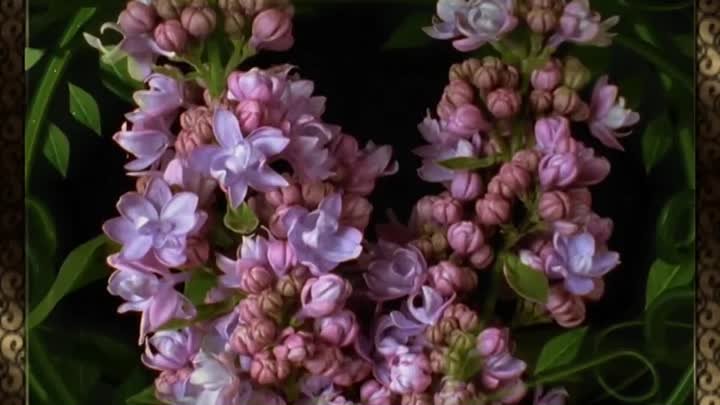 Распускающиеся цветы (♪♫ Eleni Karaindrou-To Vals Tou Gamou) HD (1)