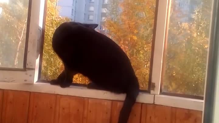 Хорошего настроения! 🐱❤🍀🍁🌿🍁🍀