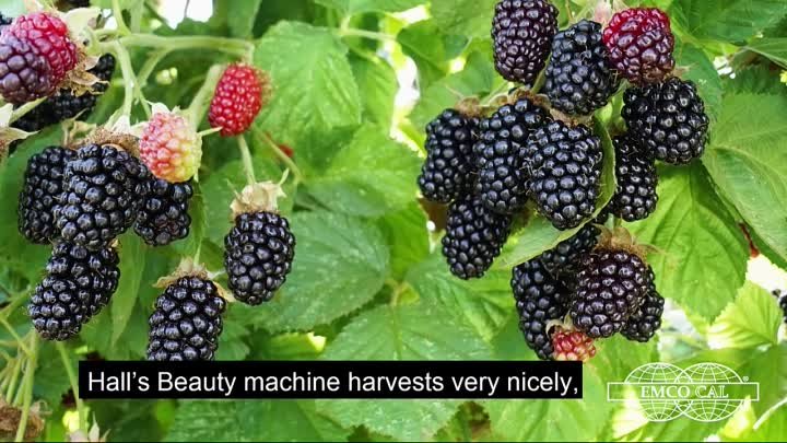 EMCO CAL - Halls Beauty Blackberry Variety - English Subtitle