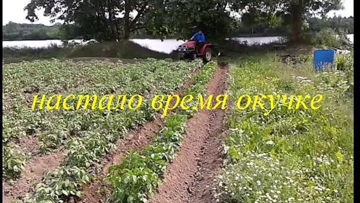 выращиваем картофель