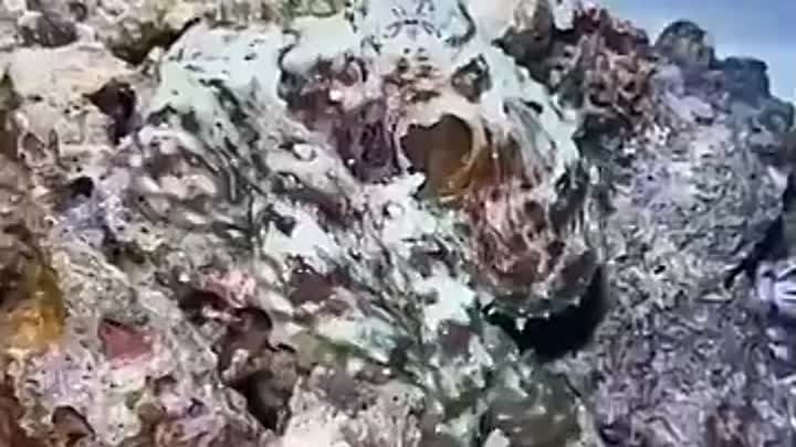 Маскировка осьминога