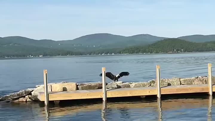 Bald Eagle in Lake Breast Stroke Swims to Shore - 1049205