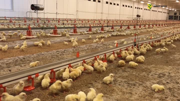 Эффективность комбикорма «Южная корона» при выращивании цыплят бройлеров