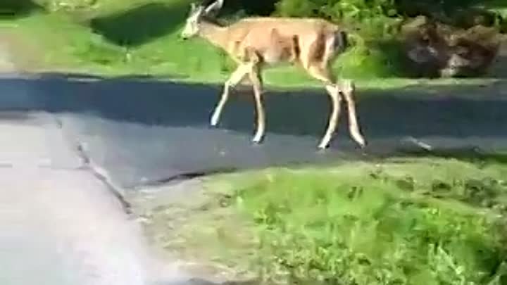 осторожно, животные на дороге