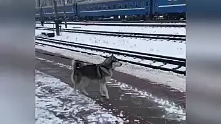 Пес дождался своего хозяина