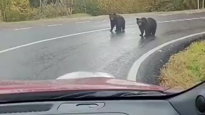 Контрольно-пропускной пункт 🐻