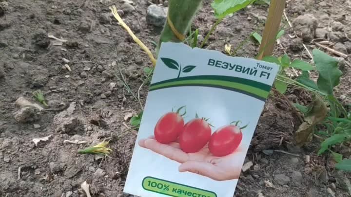 Обзор лучших низкорослых томатов в теплице
