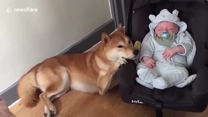 Собака впервые увидела младенца и удивила хозяев своим поступком
