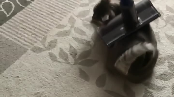 Кот, который любит пылесос