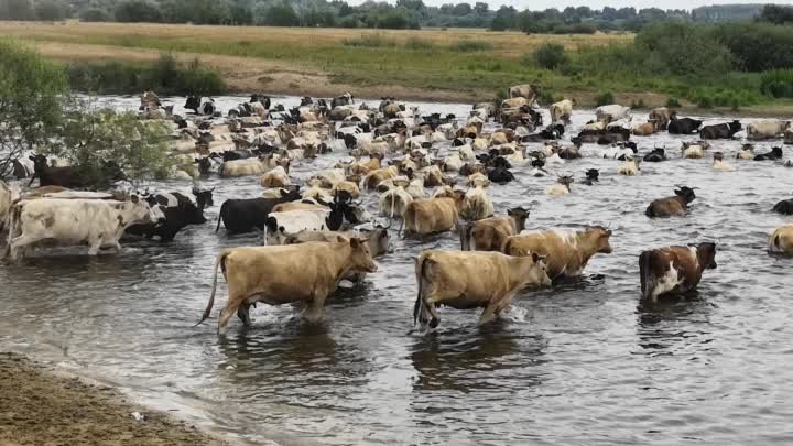 Макаричи. Беседь. Коровы переходят реку вброд.