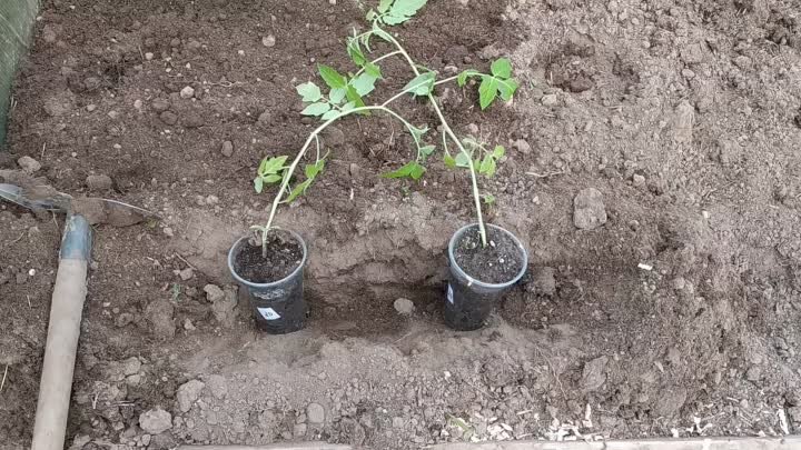 Посадка переросших томатов в теплицу