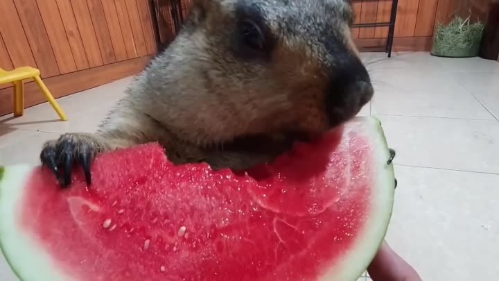 Сурок наслаждается фруктом 🍉