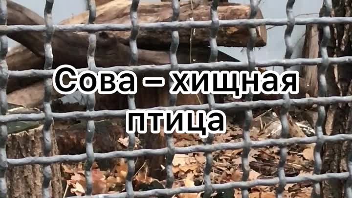 Что будет есть Сова