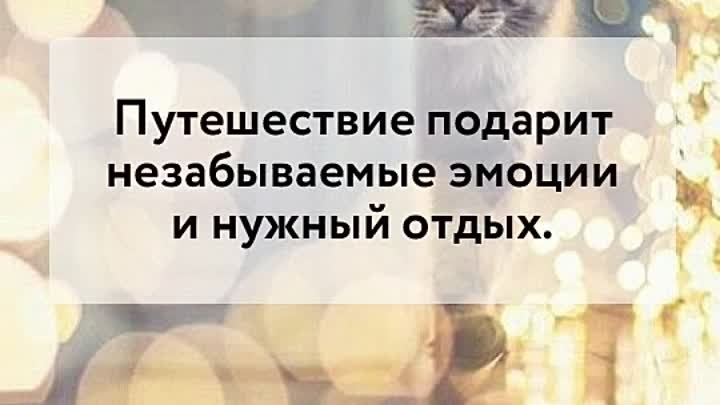 Предсказания от котика