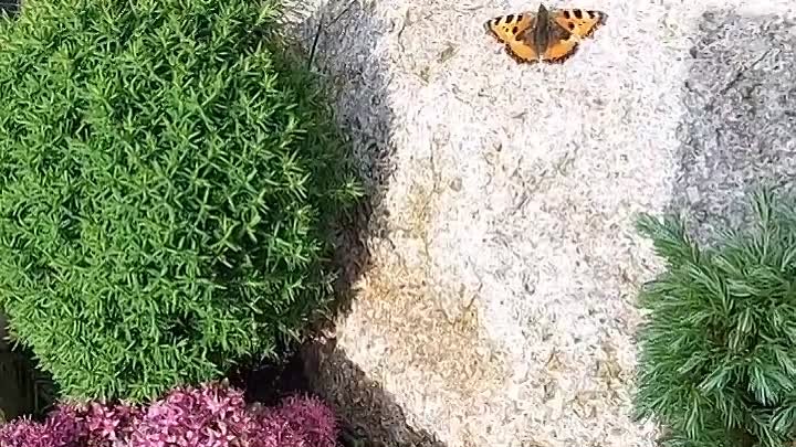 Бабочка 🦋 на каменной горке # Прекрасное в мелочах 😍 Schönheit lie ...