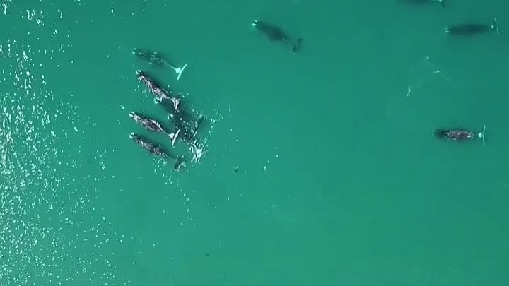Это все киты! 