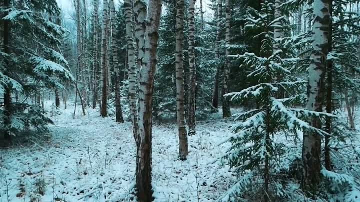 Полная корзина БЕЛЫХ ГРИБОВ в подмосковном снежном лесу! Фильм из ци ...