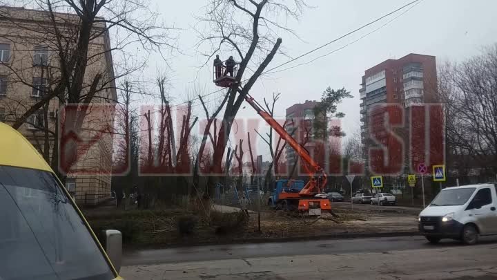 Пилят деревья в центре города