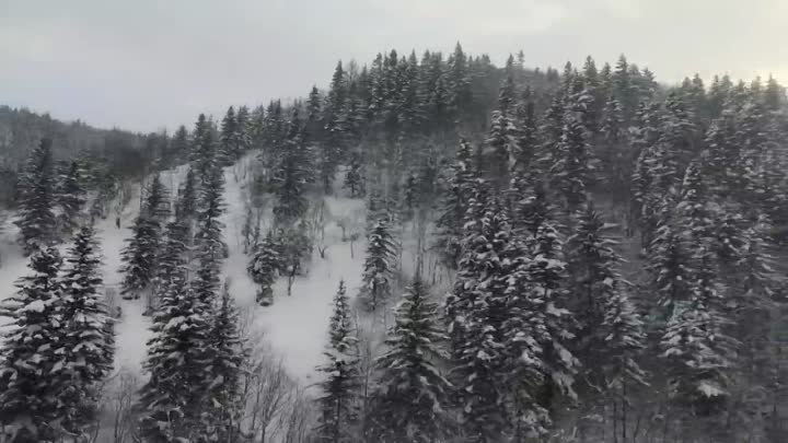 Сказочный зимний лес по дороге Южно-Сахалинск - Холмск 🌲❄️@sakhonline
