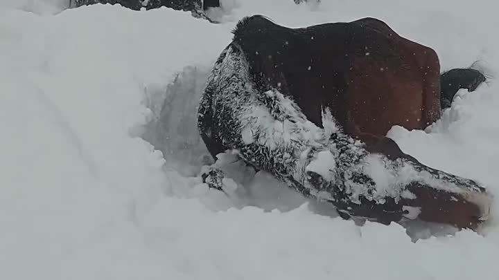Лошади очень любят снег