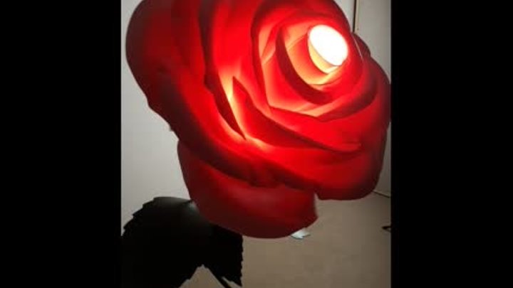 Роза 160 см