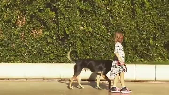 Девочка С Собакой