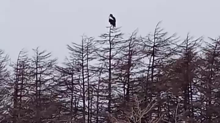 Белоплечий орлан, появился в Поронайском районе. Видео снято на р. П ...